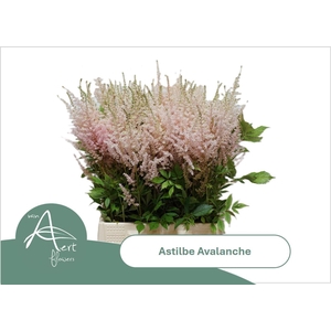 ASTILBE JAPONICA 'AVALANCHE'