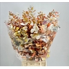 Euc. Cinerea Painted $Premium Monet