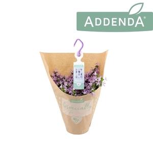 Campanula Adansa Pink Hangpot in Kraft