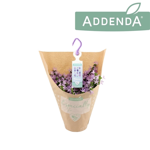 <h4>Campanula Adansa Pink Hangpot in Kraft</h4>