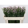Aster Baby Pink Pearl