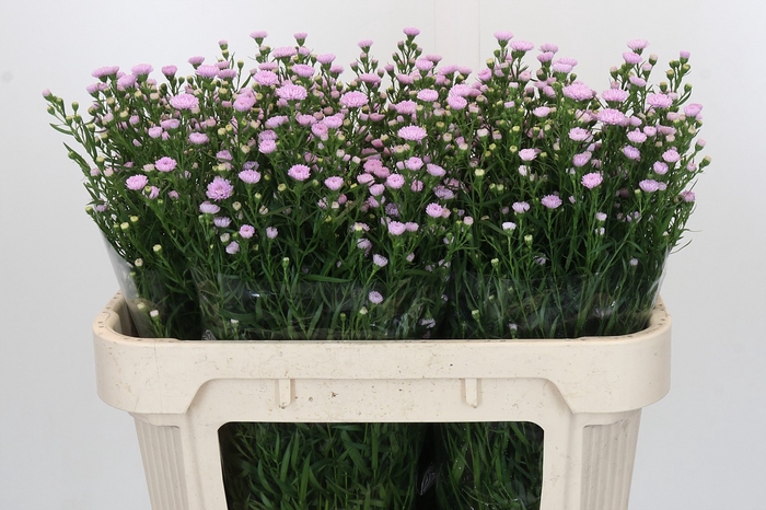 Aster Baby Pink Pearl