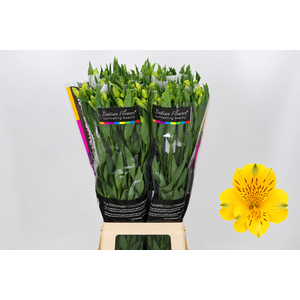 Alstroemeria Gold