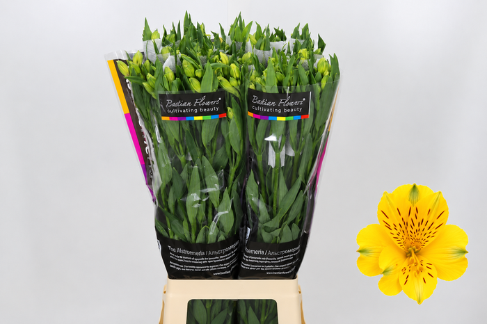 <h4>Alstroemeria Gold</h4>
