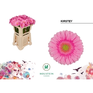 Germini Kirstey Water
