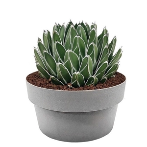 AGAVE VICTORIAE REGINAE- POT Ø 30 (CACTUS)