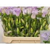 Camp M Champion Lavendel