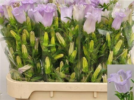 Camp M Champion Lavendel