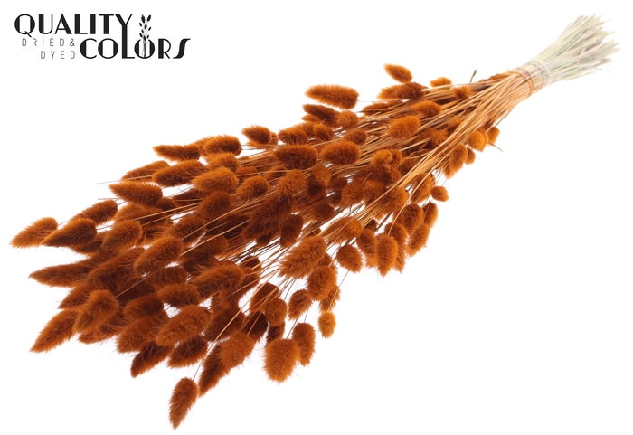 <h4>Lagurus Premium per bunch Terracotta</h4>