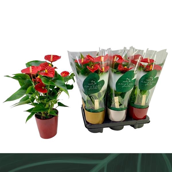 <h4>Anthurium Andreanum Grp Aristo</h4>