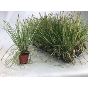 Carex 'Evergold' p8