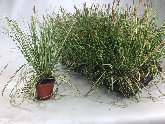 Carex 'Evergold' p8