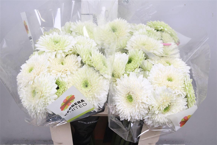 <h4>Ge Gb Gterra Moon Ki</h4>