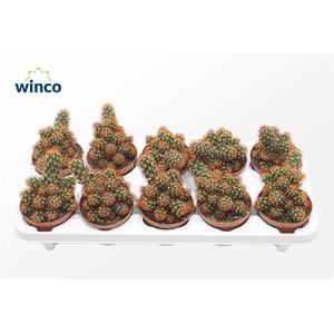 Mammillaria Elongata Rubra