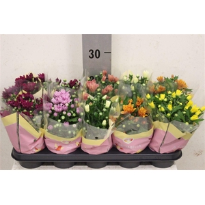 Chrysanthemum Indicum Grp gemengd 7 kleuren