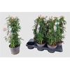 Jasm Polyanthum Wit