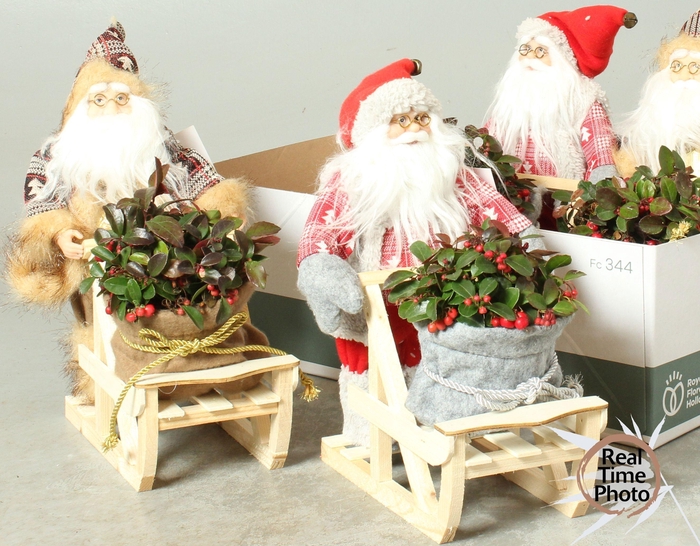 <h4>ARR TUINPLANTEN H%</h4>