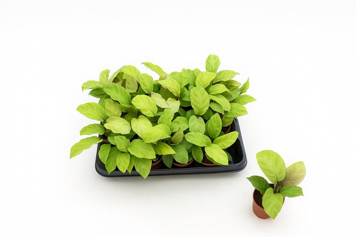 <h4>CALAT FUSION YELLOW</h4>