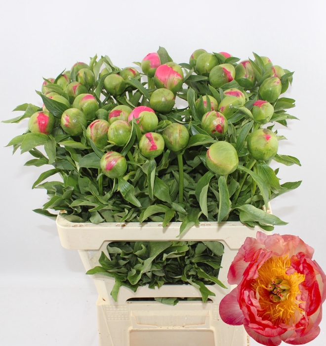 <h4>PAEO CORAL SUNSET</h4>