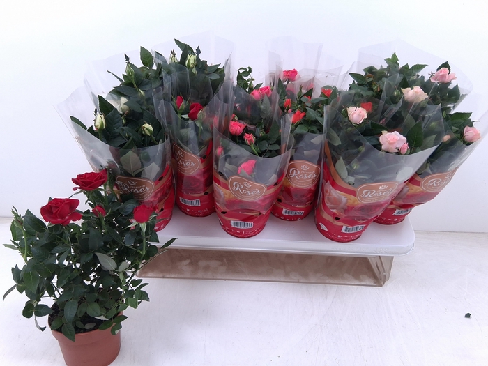 <h4>RO FAV RO GEM 5 SRT</h4>