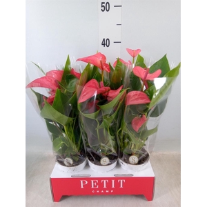 Anthurium andr. 'Pink Champion'