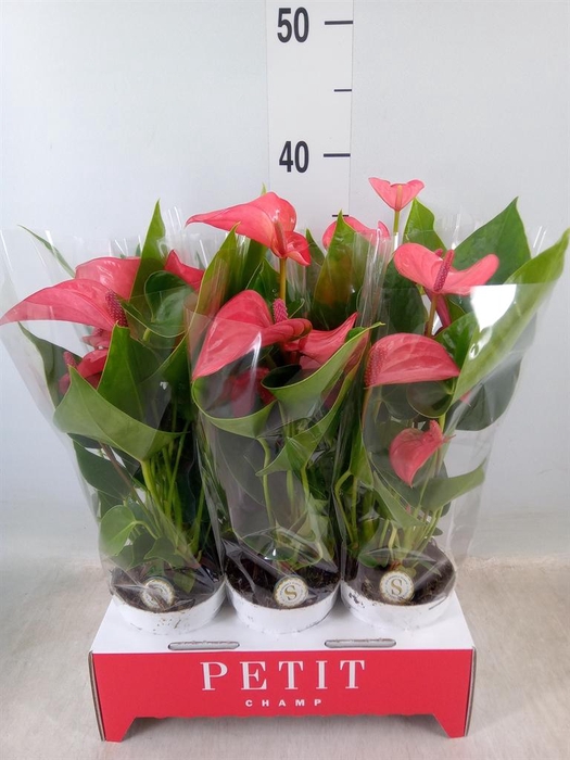 <h4>Anthurium andr. 'Pink Champion'</h4>