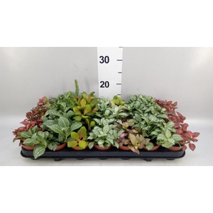 Fittonia   ...mix 7