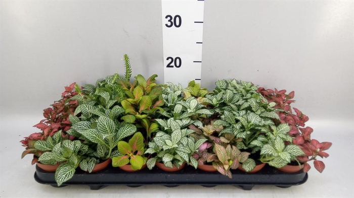 <h4>Fittonia   ...mix 7</h4>