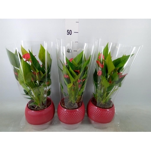 Anthurium andr. 'Mill Flowers Red'