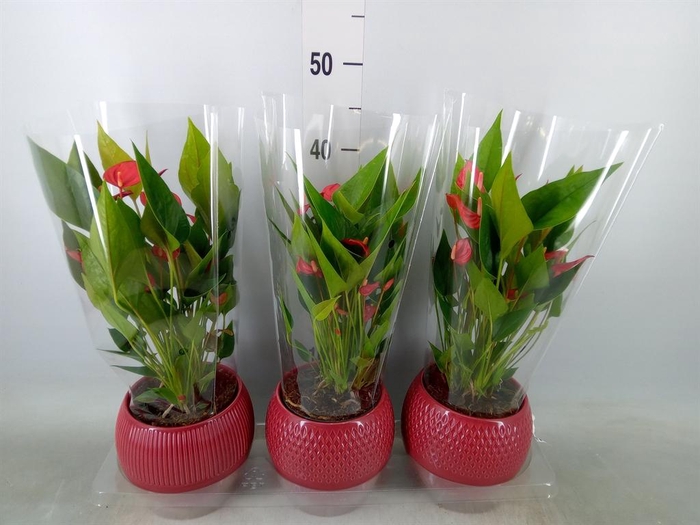 <h4>Anthurium andr. 'Mill Flowers Red'</h4>