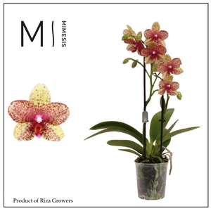 Phalaenopsis Grosseto 2 spike – 9cm | Mimesis