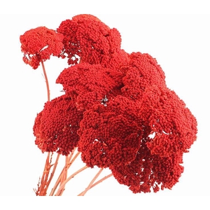 Achillea Orange