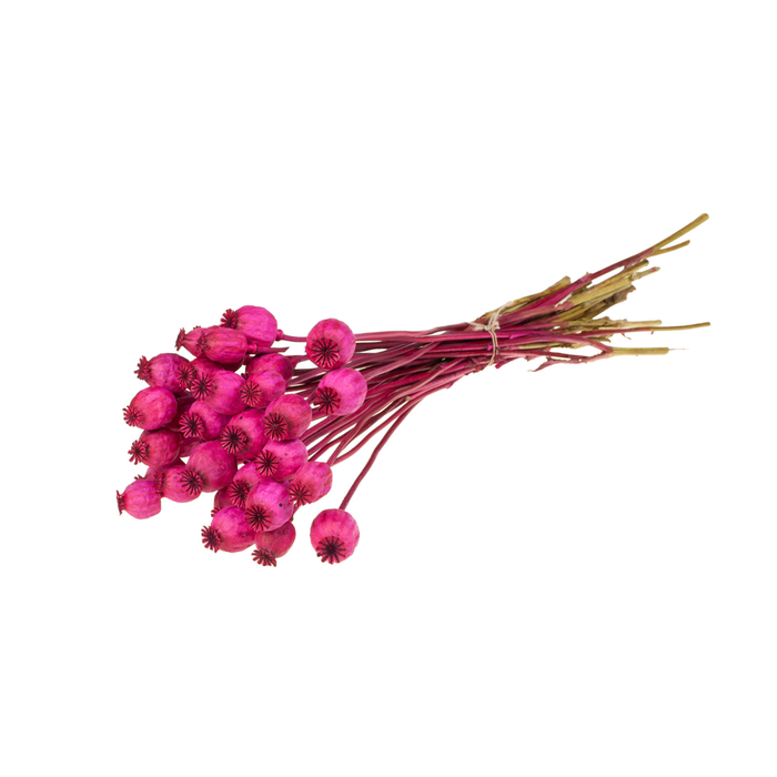 <h4>Papaver Cerise</h4>