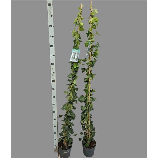 <h4>Hedera hibernica 180cm</h4>