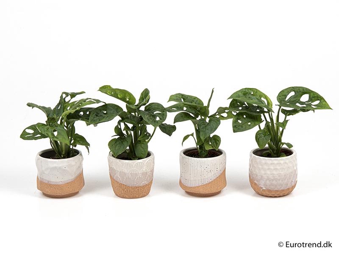 <h4>MONSTERA ADANSONII P6 E 2038</h4>