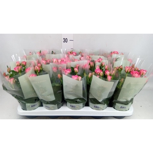 Rosa  'Fame Kordana'