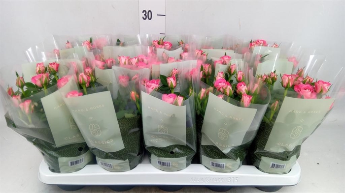 Rosa  'Fame Kordana'