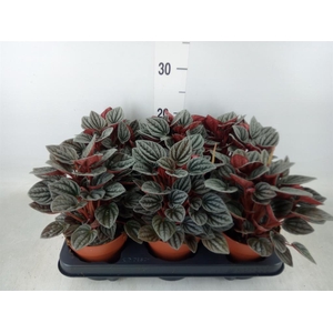 Peperomia caperata 'Caracas'