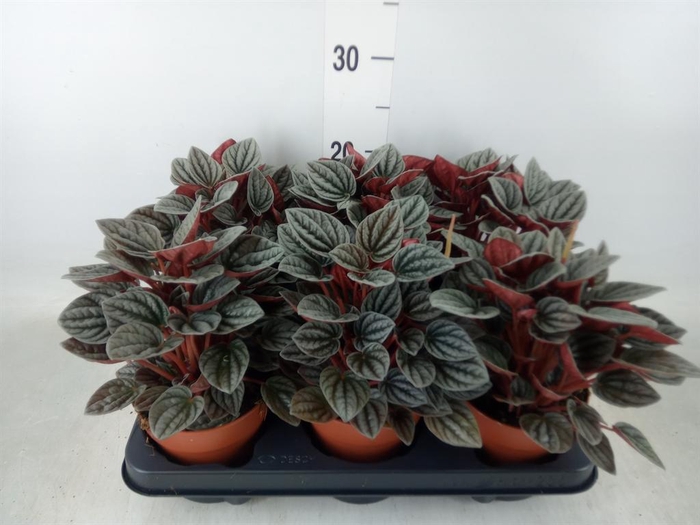 <h4>Peperomia caperata 'Caracas'</h4>