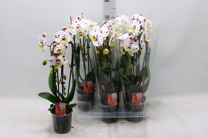 <h4>PHAL EL CASCADE</h4>