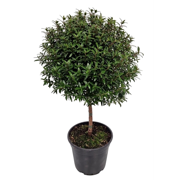 <h4>Myrtus Communis Stem - 1079</h4>