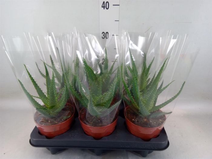 <h4>Aloe arborescens</h4>