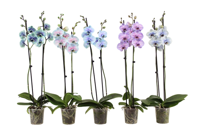 <h4>Phal I Am Special Mix 2T14+</h4>