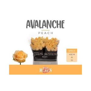R GR AVALANCHEPEACH+