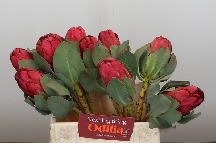 <h4>PROTEA GRANDICEPS</h4>