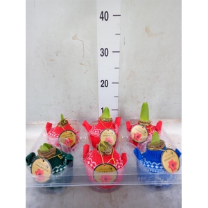 Hippeastrum   ...waxed