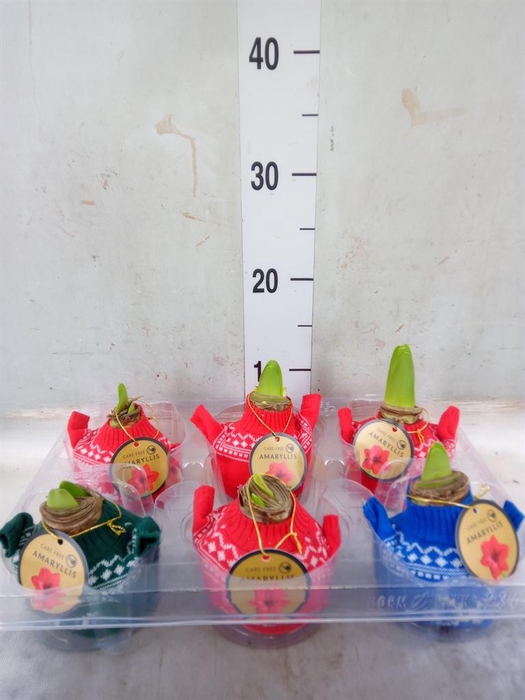 <h4>Hippeastrum ...waxed</h4>