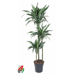 Dracaena fragrans Deremensis Grp Ulises