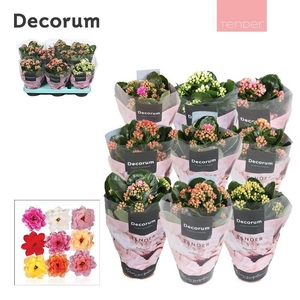 Kalanchoe Decorum TENDER - Serenity mix