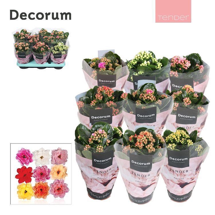 Kalanchoe Decorum TENDER - Serenity mix